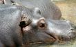 Hoe herken ik een man van een vrouwelijke nijlpaard