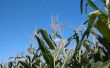 Welke temperatuur moet de grond om maïs te planten?