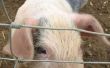 Hoe een varken castreren