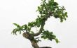 Hoe aan Bonsai een Jade Plant