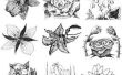 Hoe te om en om arceren & schaduw een Rose bloem tekening