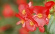 Hoe de zorg voor Begonia bloemen