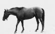 Hoe te zetten van gewicht op het gebied van de wervelkolom & Tailhead op een paard
