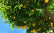 Wat planten kan worden gebruikt als een metgezel voor een Lemon Tree?