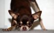 Chihuahua Kennel Hoest behandeling