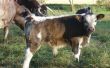 Hoe te detecteren van Cork schroef Hoof in vee op een vroege leeftijd