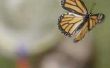 Monarch vlinder & passie Vine