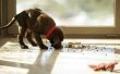 How to Start een organische Dog Food Business