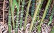 Hoe te planten van bamboe stekken