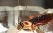 How to Make Roach Killer plakken van boorzuur poeder
