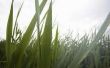 Wat Is de beste PH in de bodem voor de meeste Turf grassen?