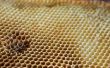 Hoe te verwijderen een honingraat