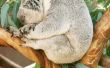Over het eten van Eucalyptus bladeren
