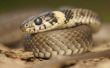 Wat Is het belang van slangen in het ecosysteem?