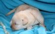 Hoe de zorg voor zwakke pasgeboren pups