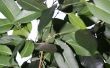 Bladeren op een Ficus Benjamina curling