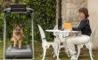 Hoe uw hond op een loopband trainen
