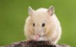 Hoe de behandeling van natte staart in een Hamster