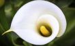How to Plant Calla lelies in potten
