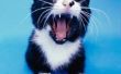 Wat Is betrokken bij tanden reiniging van katten?
