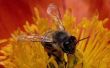 How to Kill bijen & andere vliegende insecten met huishoudelijke producten