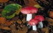 Veldgids paddenstoelen