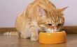 Hoeveel moet een kat eten per dag?