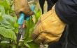 Hoe te snoeien hortensia planten en struiken van de hortensia