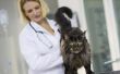 Hoe kan u helpen een kat met been zenuwbeschadiging