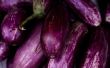 De gemiddelde aubergine opbrengst Per Plant