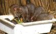 How to Get Rid van Rats in een Grill