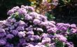 How to Care for Ageratum