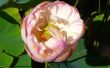 Roze Lotus effecten