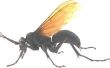 Hoe te vertellen als je een Wasp beet of steek