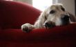 Tekenen & symptomen van eind-Stage Canine congestief hartfalen