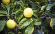 How to Grow citroenbomen in Arizona