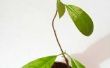 Hoe om te groeien van een Plant Avacado uit zaden