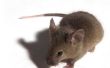 Gevaren van muis uitwerpselen
