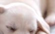 Huidaandoeningen van pasgeboren pups