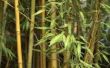 How to Grow bamboe in de woestijn