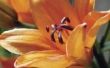 How to Take Care van Daylilies