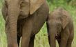 Hoe herken ik het verschil tussen Afrikaanse en Indiase olifanten