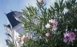 How to Care for Oleander