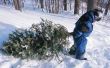 Wat Is de oorsprong van de kerstboom?