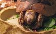 Hoe vliegen om uit te houden de Tank van een schildpad