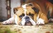 How to Take Care van een Engelse Bulldog