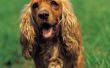 Is Pyridium gegeven aan honden met een urineweginfectie?