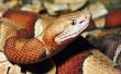 Hoe vindt u een Copperhead Snake Den
