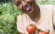 Hoe Calcium bijgeven aan een tomatenplant