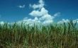 How to Grow suikerriet in Zone 5